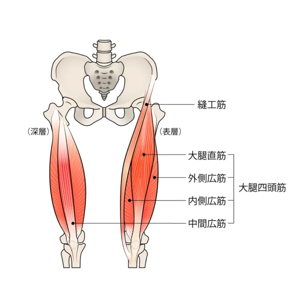 大腿四頭筋の筋肉部位の紹介