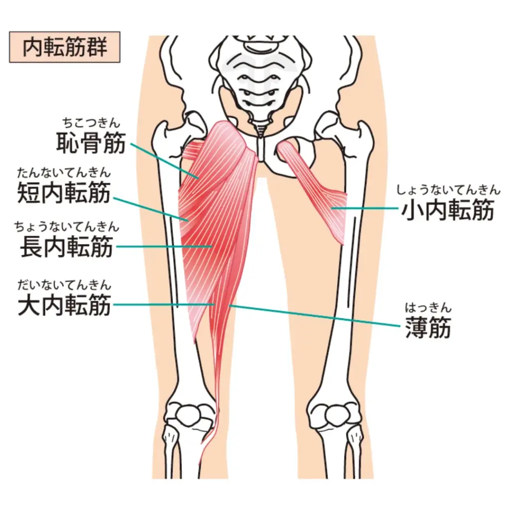 股関節内転筋の筋肉部位の紹介